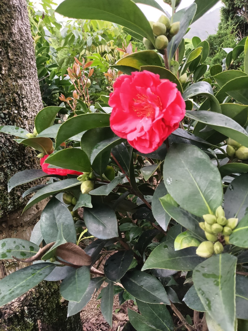 四季茶花，普宁市基地直接发货，欢迎您随时联系下单！