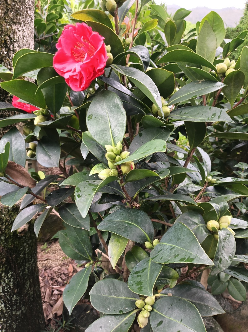 四季茶花，普宁市基地直接发货，欢迎您随时联系下单！