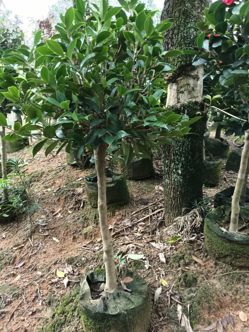 四季茶花，普宁市基地直接发货，欢迎您随时联系下单！