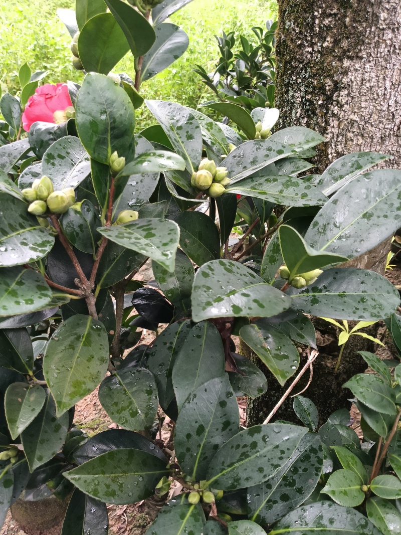 四季茶花，普宁市基地直接发货，欢迎您随时联系下单！