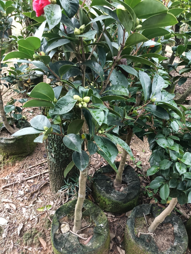 四季茶花，普宁市基地直接发货，欢迎您随时联系下单！