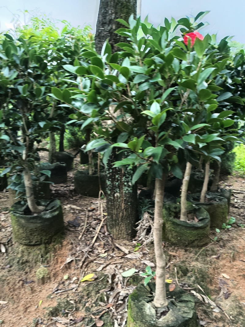 四季茶花，普宁市基地直接发货，欢迎您随时联系下单！