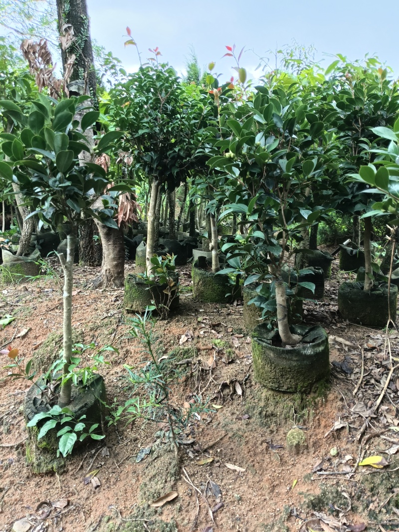 四季茶花，普宁市基地直接发货，欢迎您随时联系下单！
