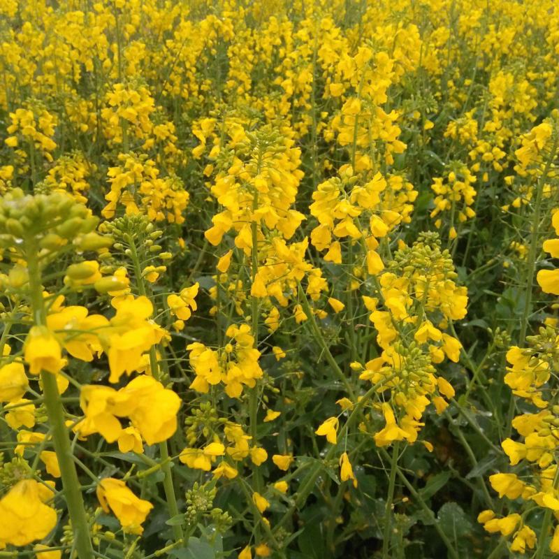 浙油50油菜籽种子甘蓝型半冬性常规油菜种籽农家四季