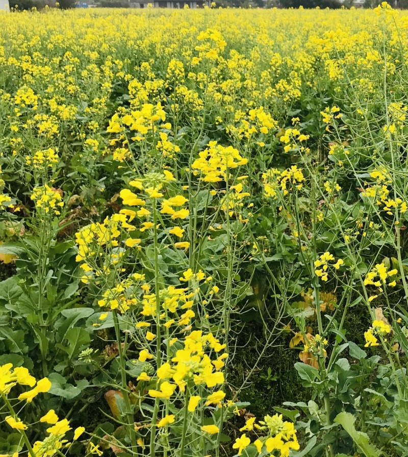 浙油50油菜籽种子甘蓝型半冬性常规油菜种籽农家四季