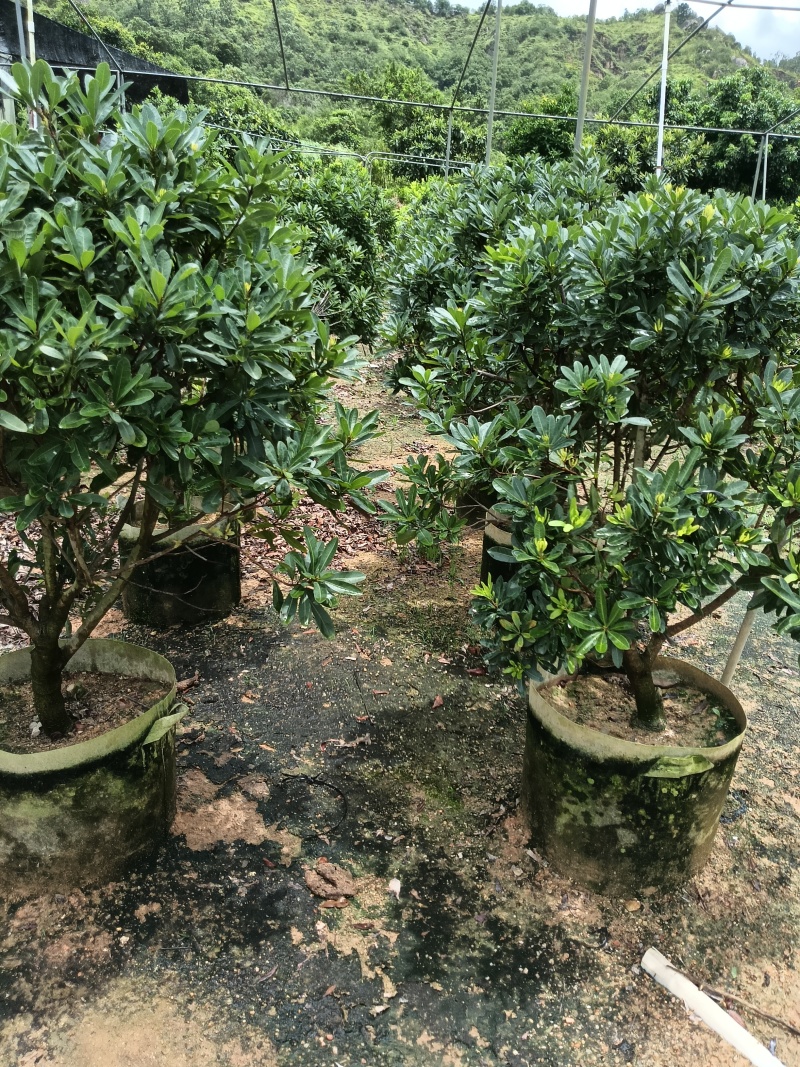 大棵东魁杨梅苗，已经开花结果，欢迎您随时联系下单！