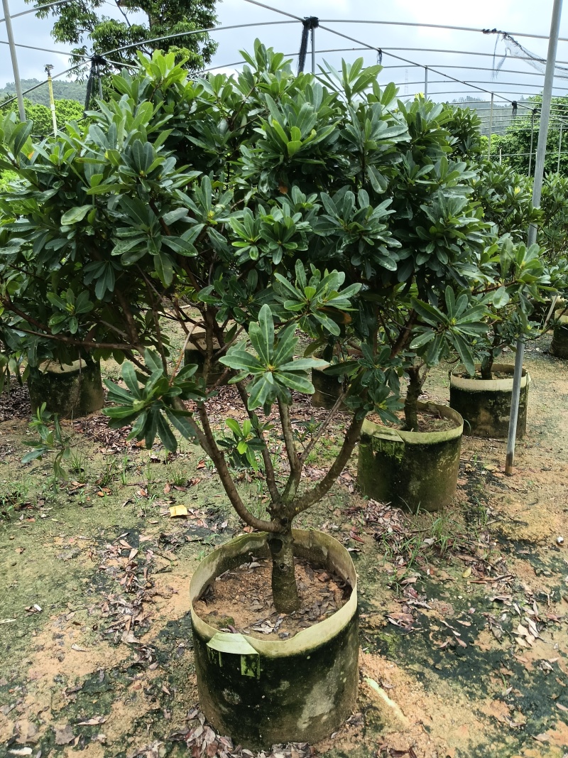大棵东魁杨梅苗，已经开花结果，欢迎您随时联系下单！