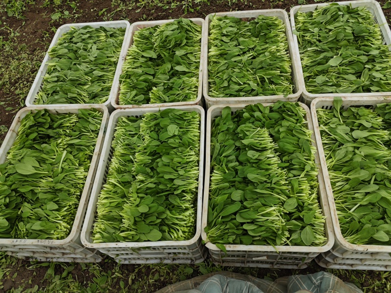 青颗鸡毛菜大量现货产地直销源头供应长期稳定