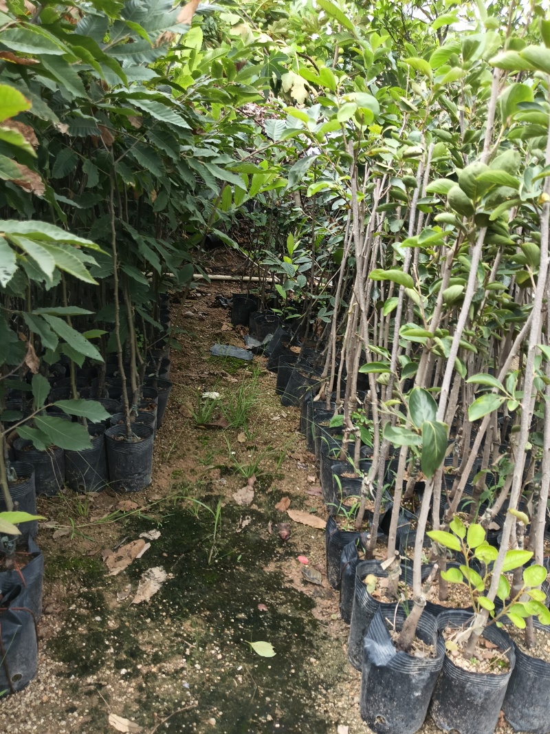 柿子苗，个大肉甜，基地直接发货，欢迎您随时联系下单！