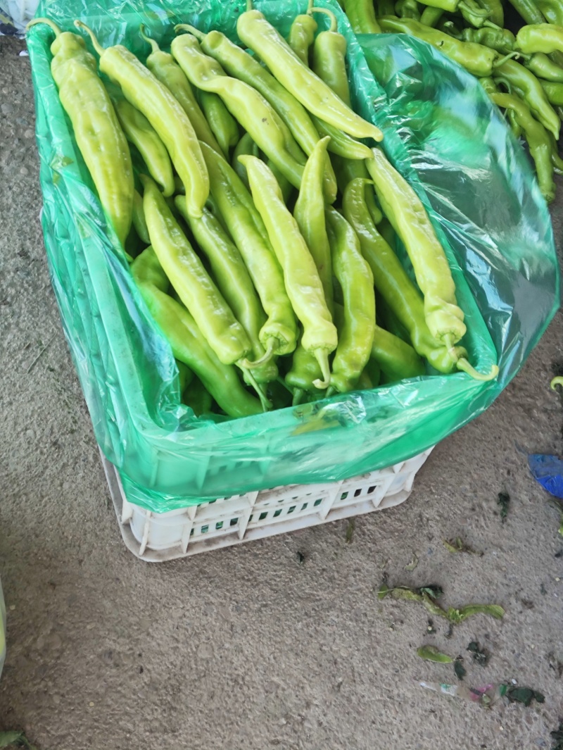 精品辣椒
