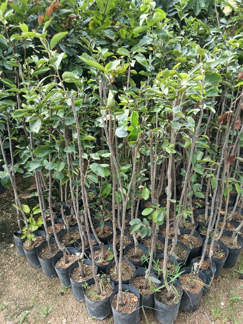柿子苗，个大肉甜，基地直接发货，欢迎您随时联系下单！
