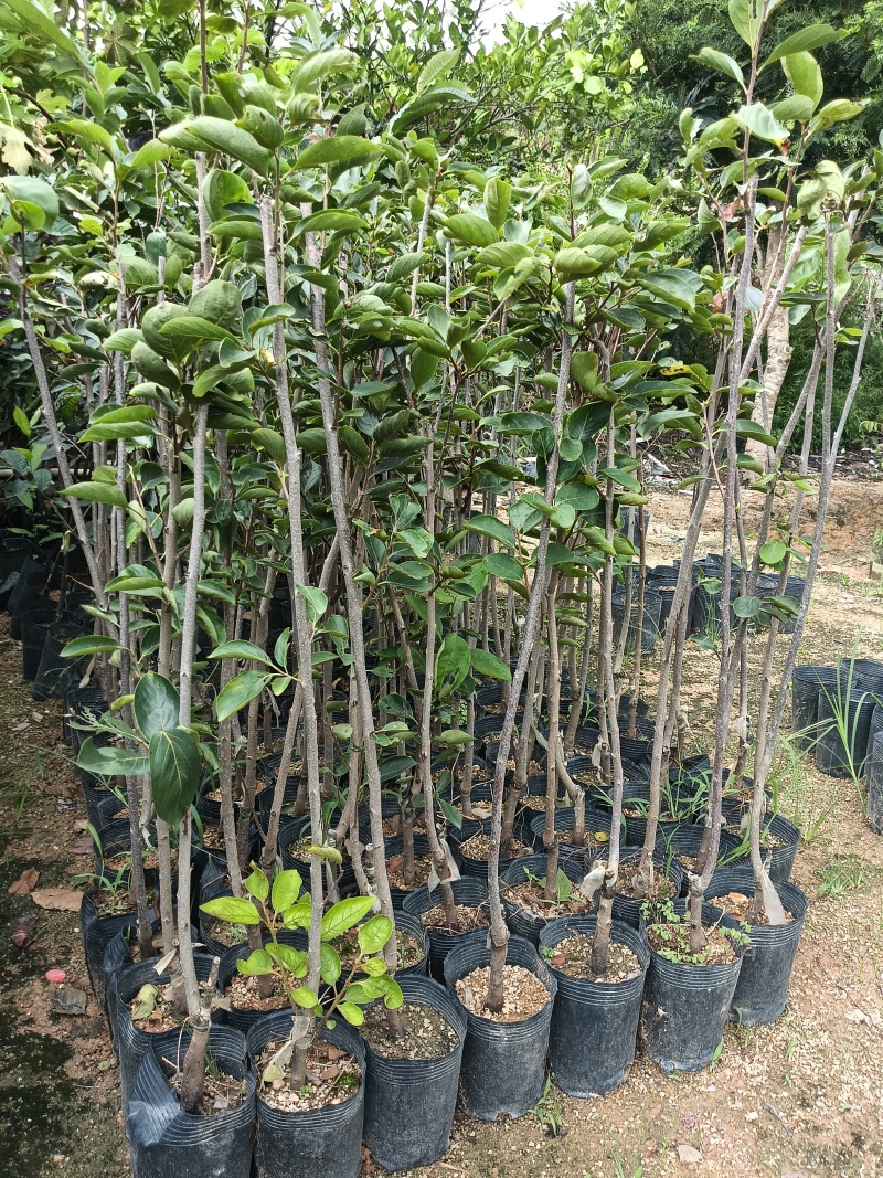 柿子苗，个大肉甜，基地直接发货，欢迎您随时联系下单！
