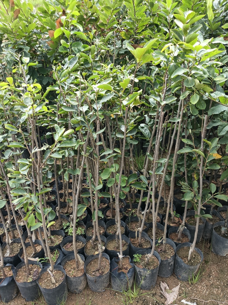 柿子苗，个大肉甜，基地直接发货，欢迎您随时联系下单！
