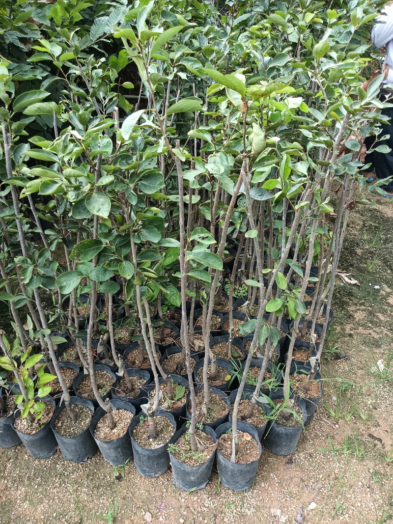 柿子苗，个大肉甜，基地直接发货，欢迎您随时联系下单！