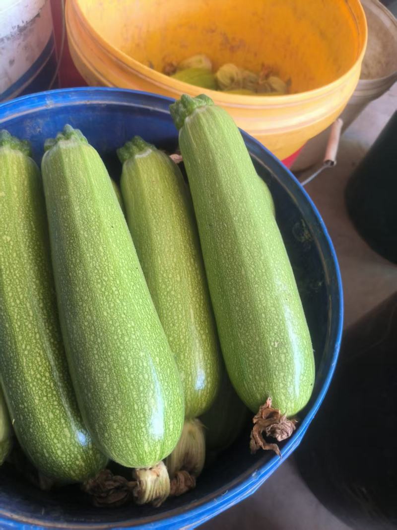 定西绿皮菜瓜***********