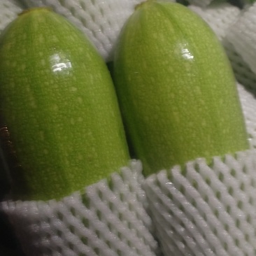 定西绿皮菜瓜***********