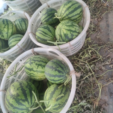 无籽麒麟西瓜