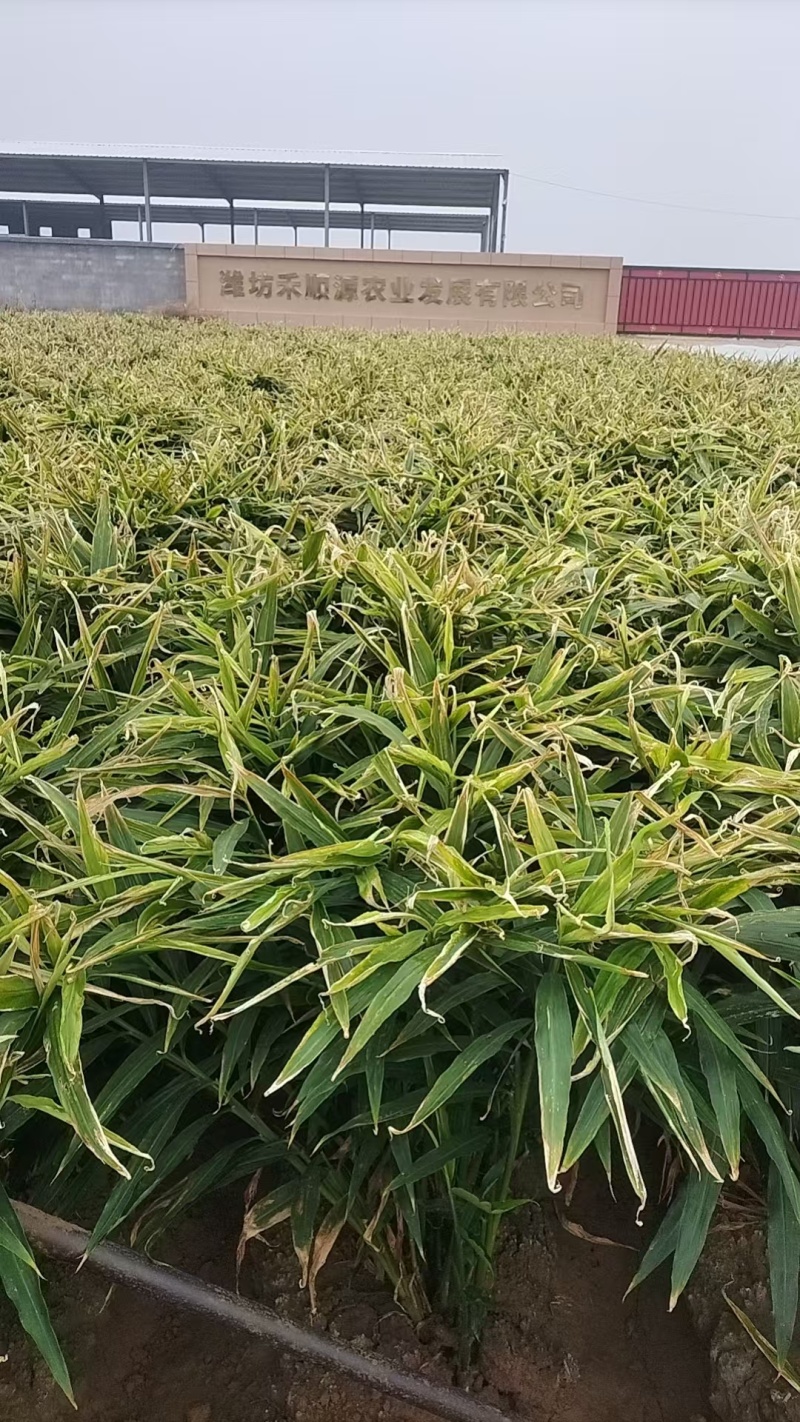 生姜