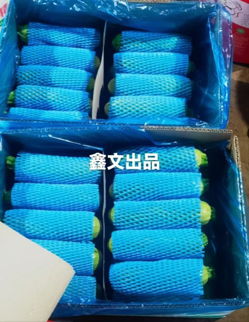 张北精品西葫芦产地直发，一手货源，质量保证，代发全国