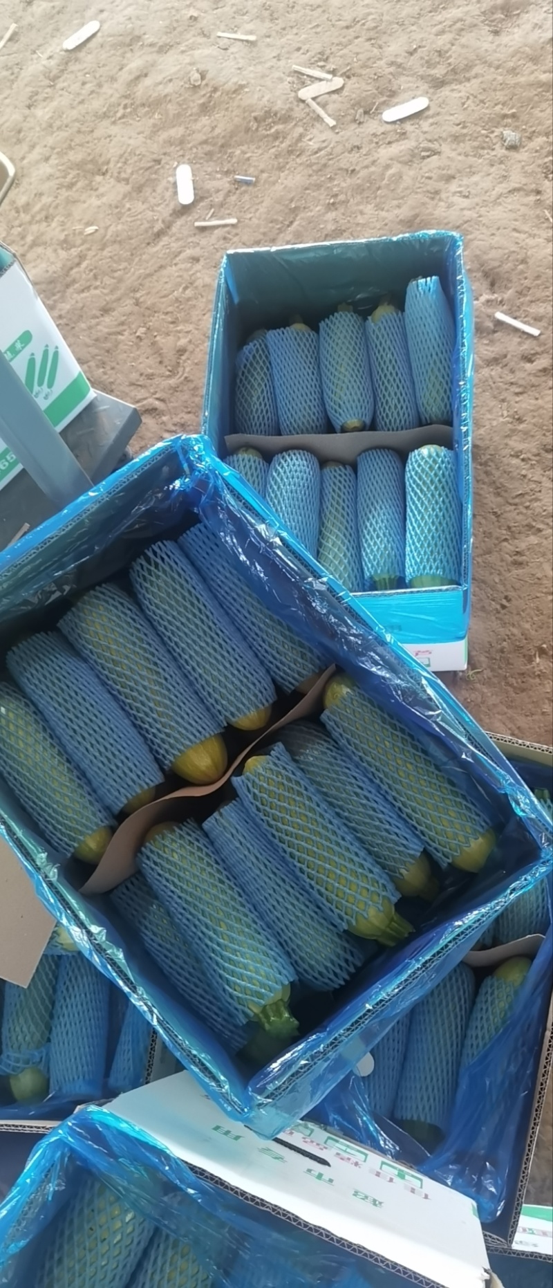 张北精品西葫芦产地直发，一手货源，质量保证，代发全国