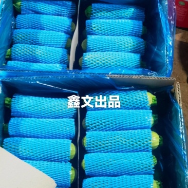 张北精品西葫芦产地直发，一手货源，质量保证，代发全国