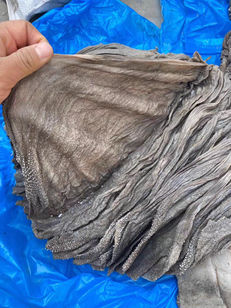 AA级盐毛肚牛内脏牛副产品干毛肚牛胃大叶片