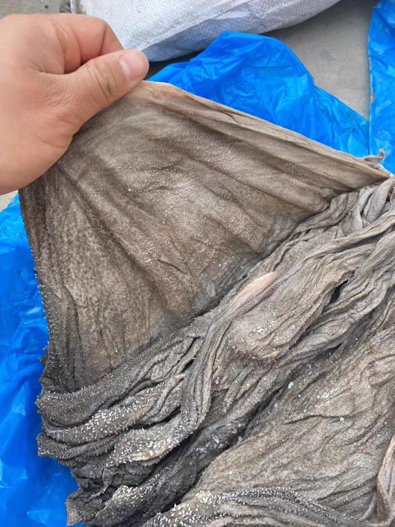 AA级盐毛肚牛内脏牛副产品干毛肚牛胃大叶片