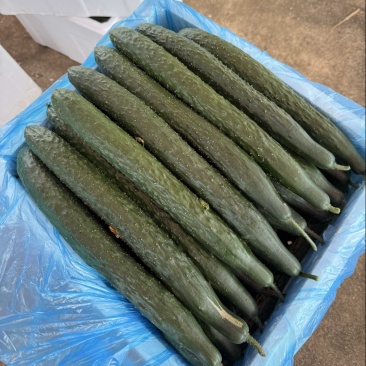 贵州安顺青瓜刺黄瓜