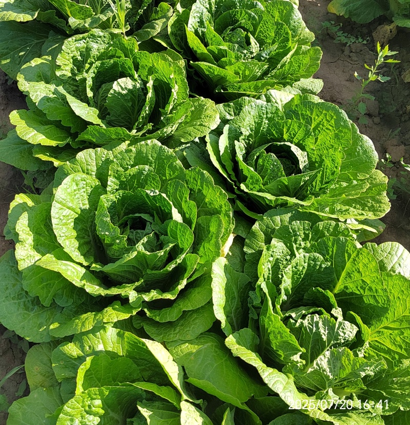 黄心白菜