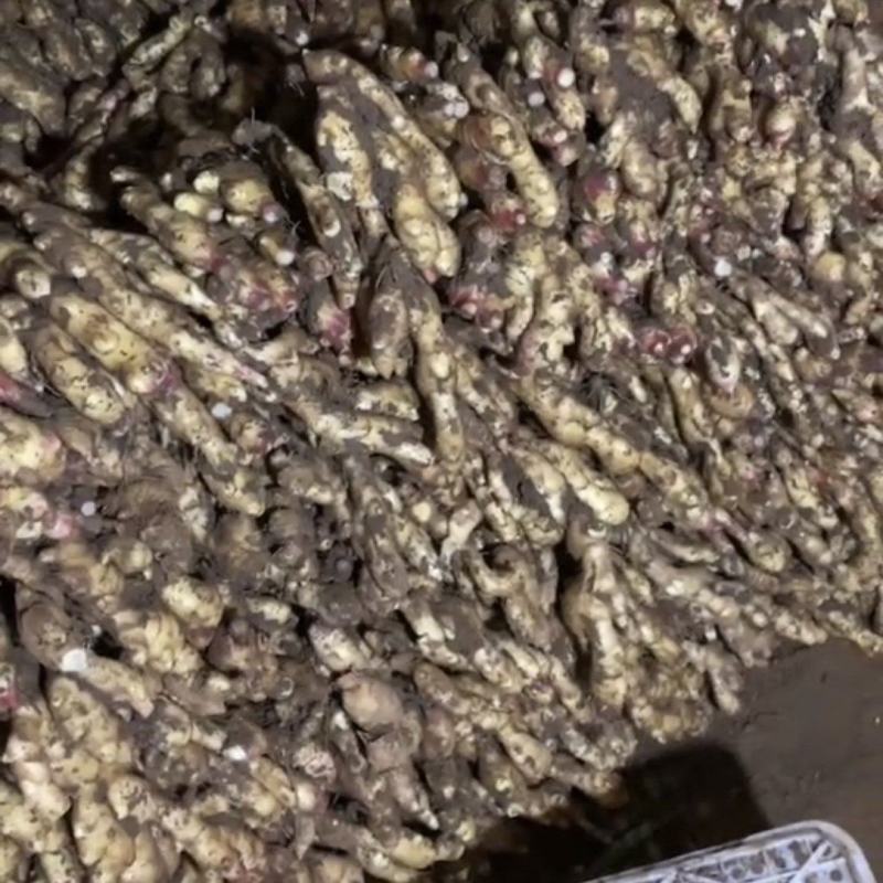 大姜种植基地，百亩大姜常年水洗，泥姜，库姜
