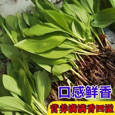 鹿耳韭种子阳台包饺子香盆栽小院四季种植高产