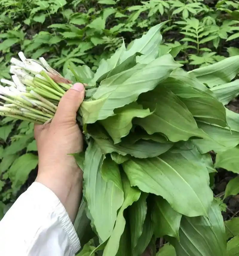 鹿耳韭种子阳台包饺子香盆栽小院四季种植高产