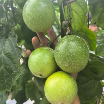 百香果