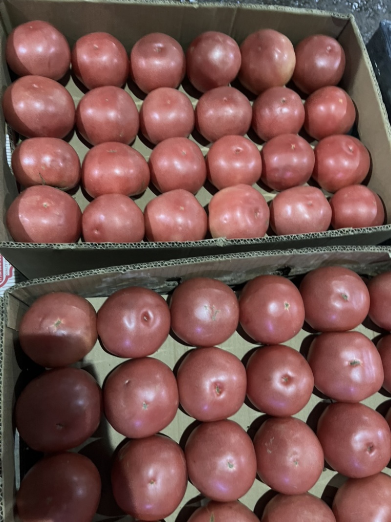 硬粉西红柿