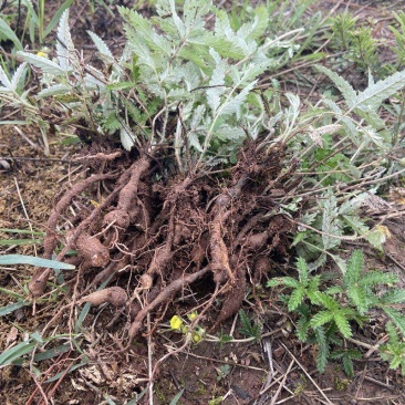 翻白草苗药材新鲜鸡腿根叶下白鸡爪参泛白萎陵菜