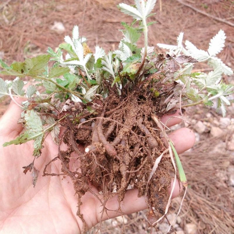 翻白草苗药材新鲜鸡腿根叶下白鸡爪参泛白萎陵菜