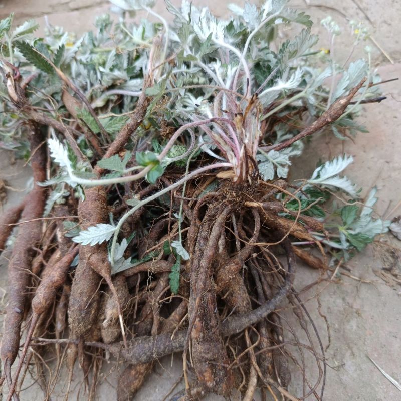 翻白草苗药材新鲜鸡腿根叶下白鸡爪参泛白萎陵菜