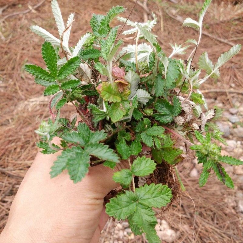 翻白草苗药材新鲜鸡腿根叶下白鸡爪参泛白萎陵菜