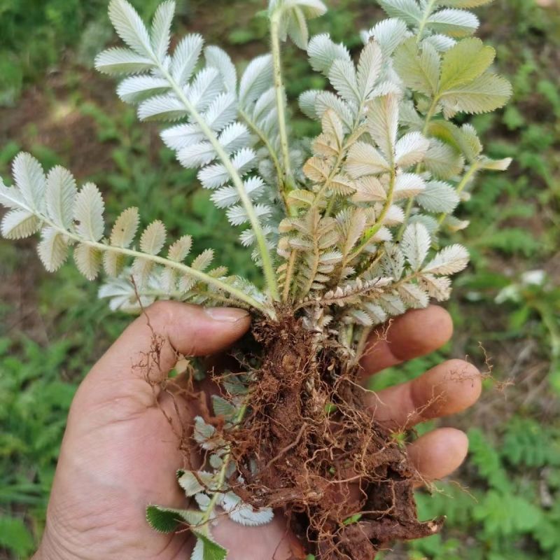 翻白草苗药材新鲜鸡腿根叶下白鸡爪参泛白萎陵菜