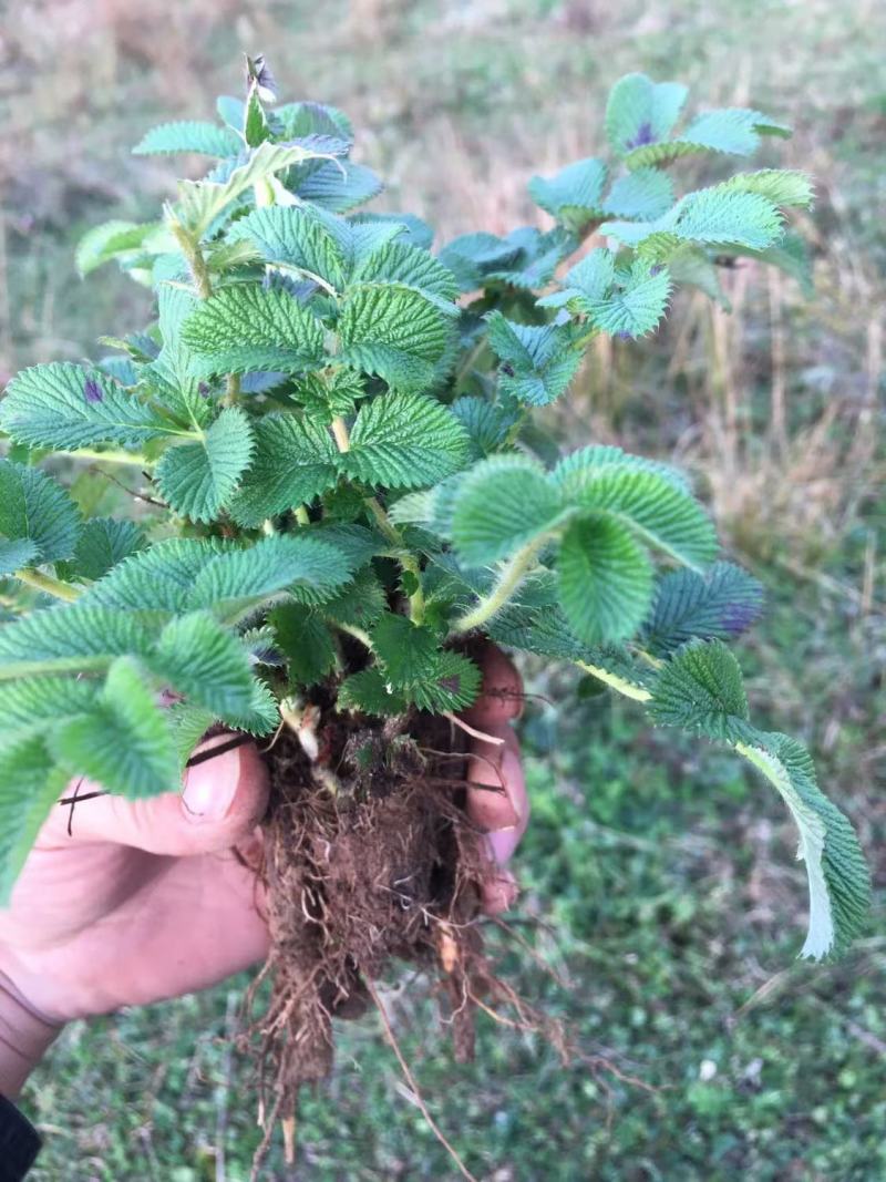 翻白草苗药材新鲜鸡腿根叶下白鸡爪参泛白萎陵菜