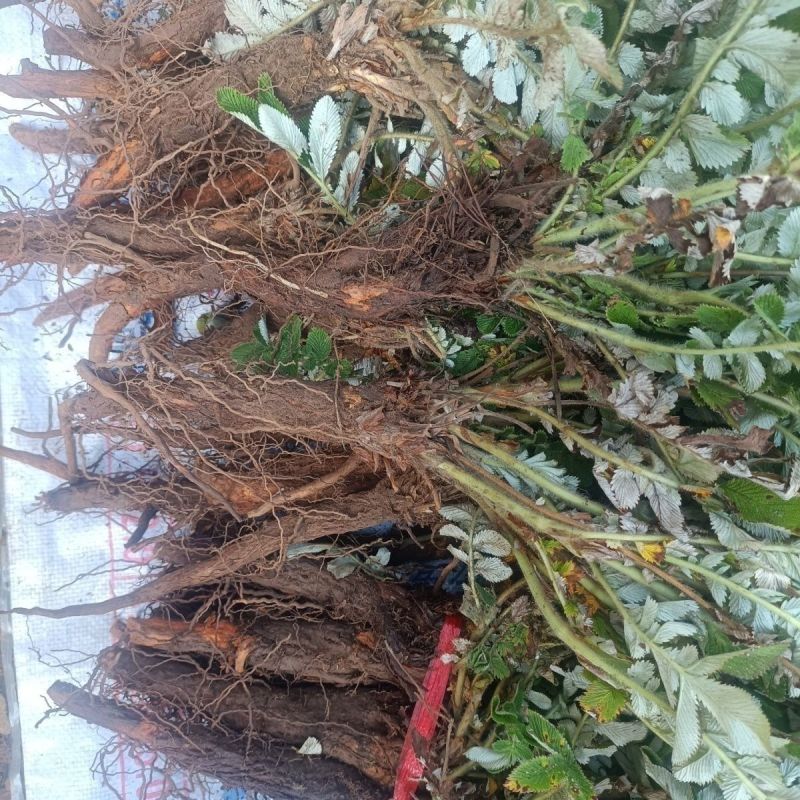 翻白草苗药材新鲜鸡腿根叶下白鸡爪参泛白萎陵菜