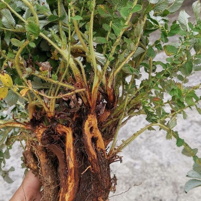 翻白草苗药材新鲜鸡腿根叶下白鸡爪参泛白萎陵菜