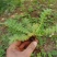 翻白草苗药材新鲜鸡腿根叶下白鸡爪参泛白萎陵菜