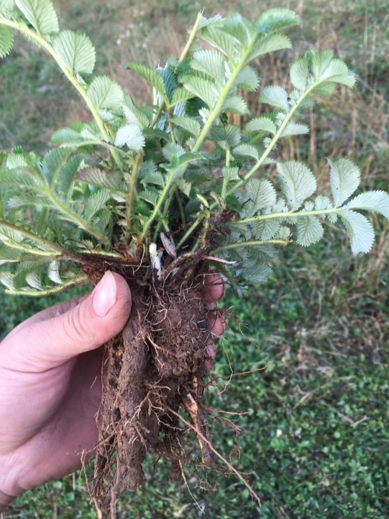 翻白草苗药材新鲜鸡腿根叶下白鸡爪参泛白萎陵菜