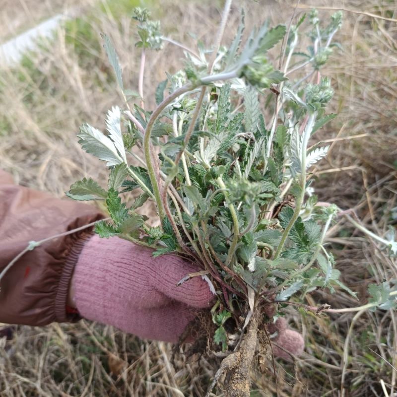 翻白草苗药材新鲜鸡腿根叶下白鸡爪参泛白萎陵菜