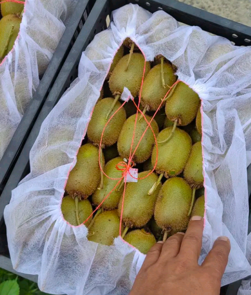 华美二号大量上市，产地现货供应，欢迎致电。