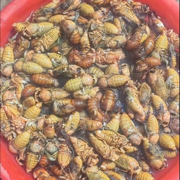 白蝉