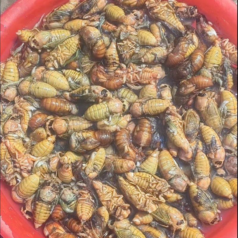 白蝉