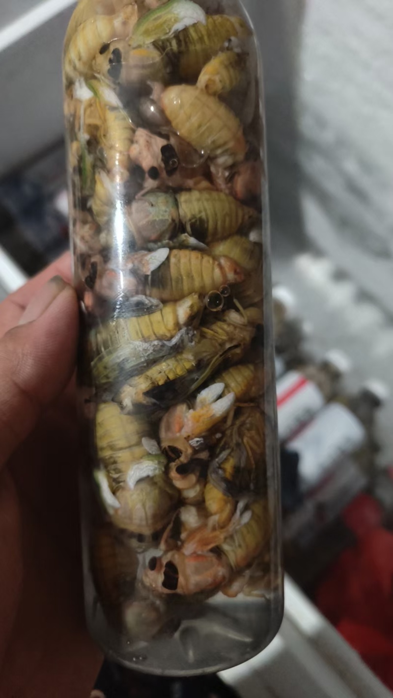 白蝉