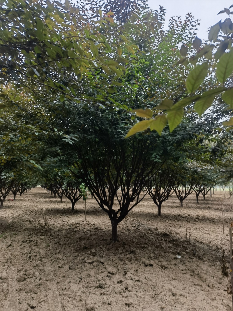 红叶榆叶梅10-12公分自产自销精品树形